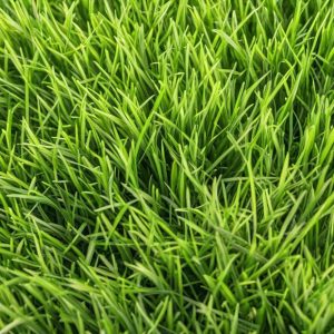 Emerald-Zoysia-Jonesboro-Sale