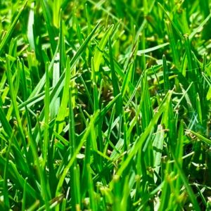 Jonesboro-Tifway-Bermuda-Grass