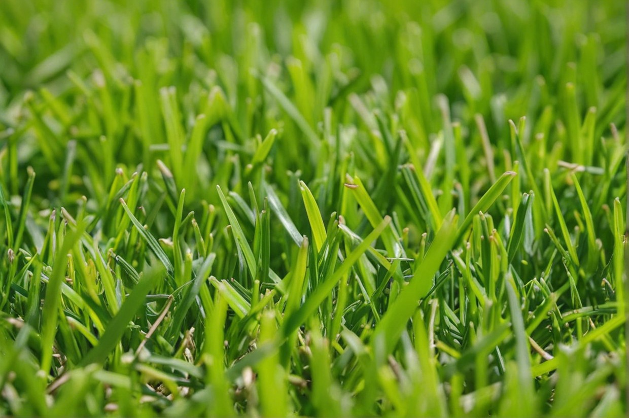 Meyer-Zoysia-Sod-Near-Me-Now