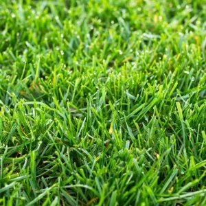 Tall-Fescue-Sod-Near-Jonesboro