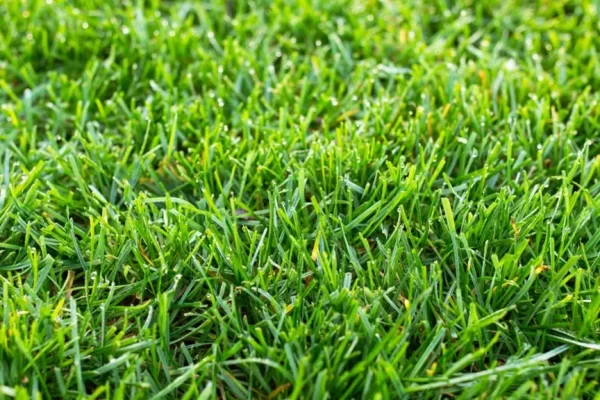 Fresh sod and professional sod installation in Atlanta Georgia