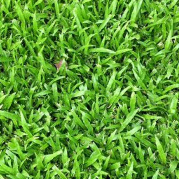Zeon Zoysia Sod - Arroyo Landscaping and Irrigation